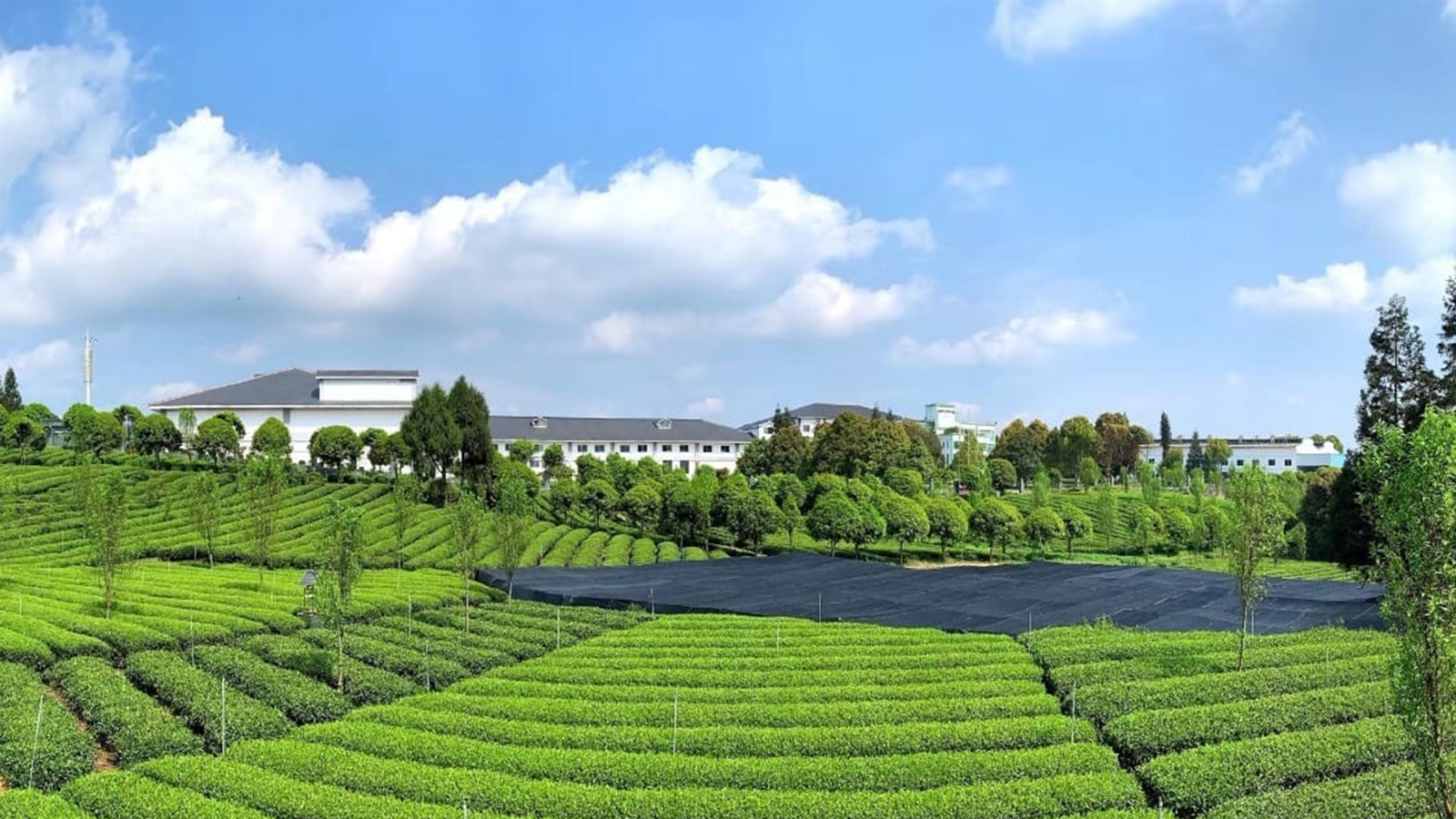 Tea fields where our organic matcha is grown